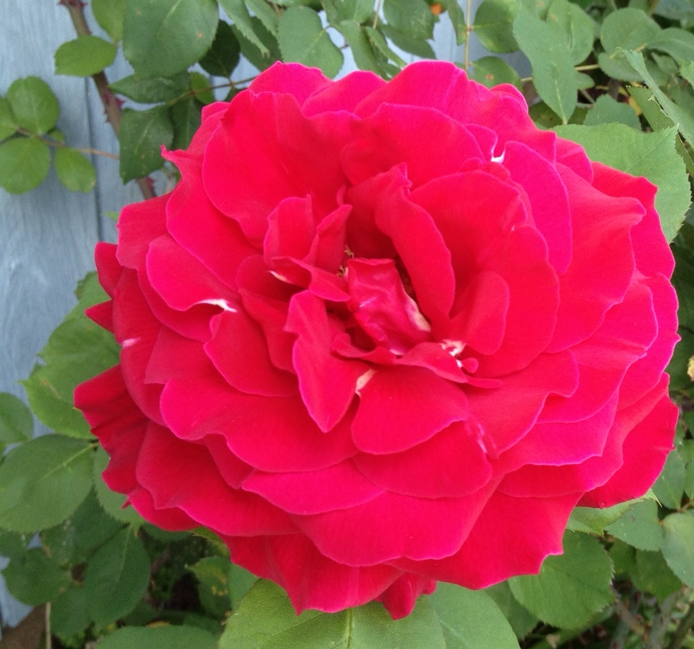 The First Rose