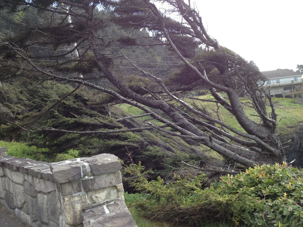 The Roots of My Foulweather Twins