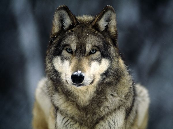 Feds Want to End Wolf Protections, Plus a Fascinating Post on Wolves & Society