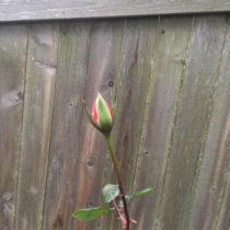 There She Blooms